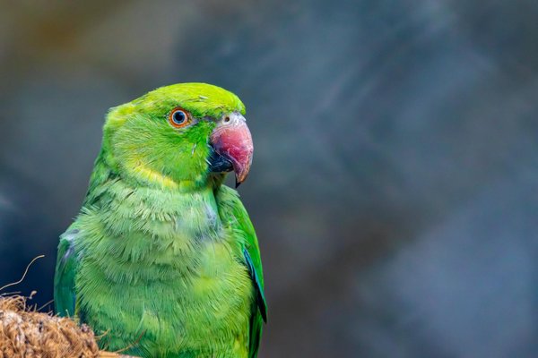 Como socializar seu cachorro com outros animais?