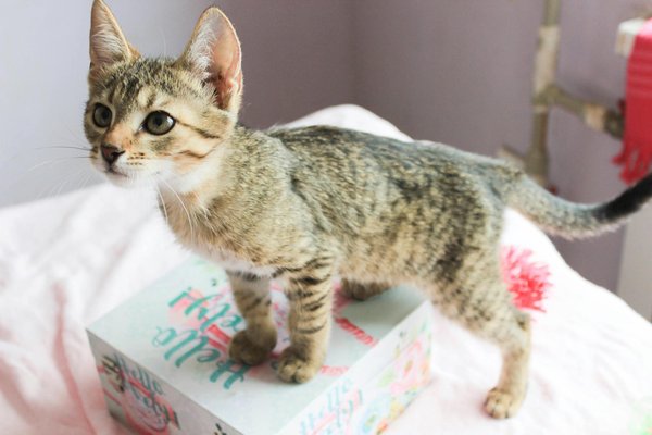 Descubra as top dicas de higiene dental para cuidar de pequenos mamíferos de estimação